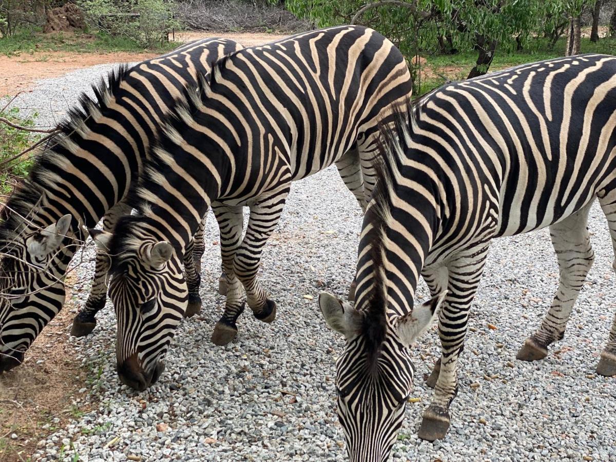 Villa Birdsong Kruger Marloth Park Exterior foto