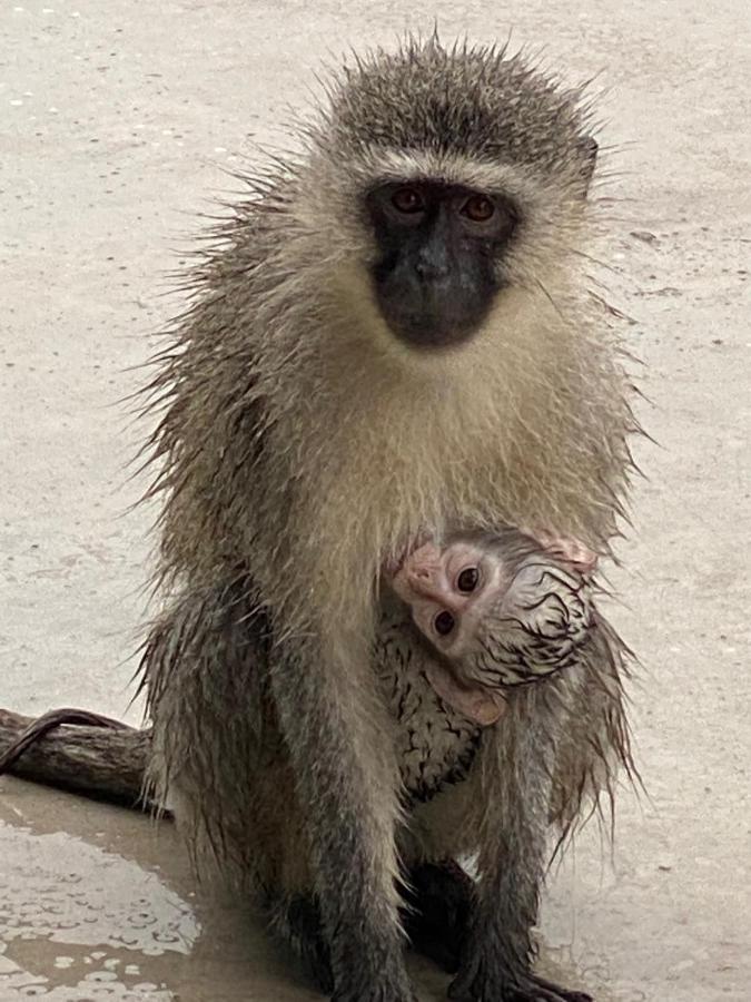 Villa Birdsong Kruger Marloth Park Exterior foto